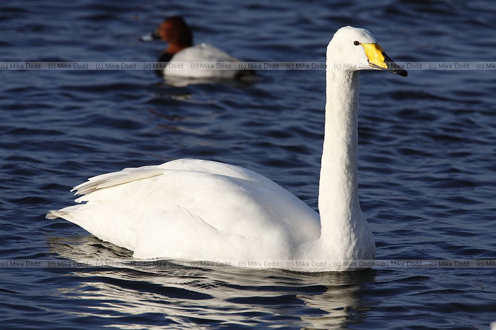 Cygnus cygnus Whooper swan