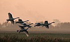 Cygnus cygnus Whooper swans against the light grazing on fields after harvest