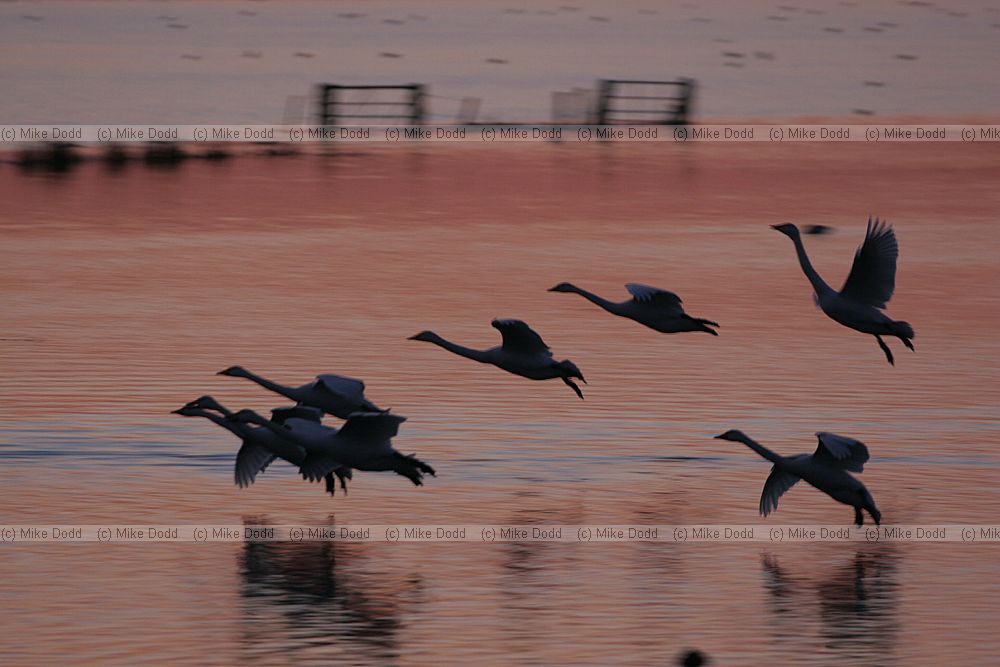 Cygnus cygnus Whooper swans sunset