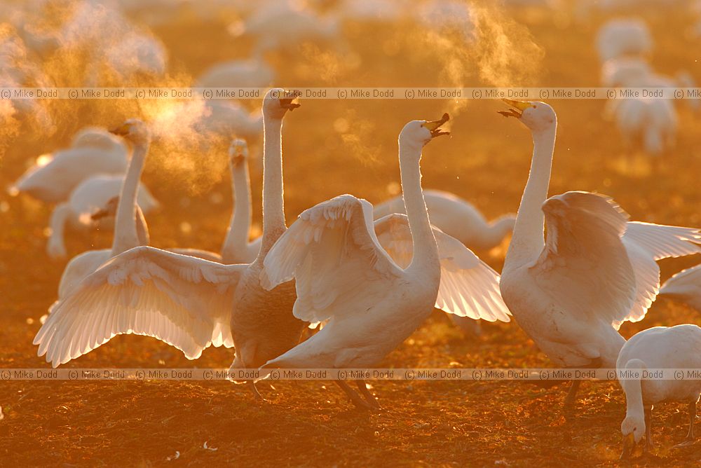 Cygnus cygnus Whooper swans against the light grazing on fields after harvest