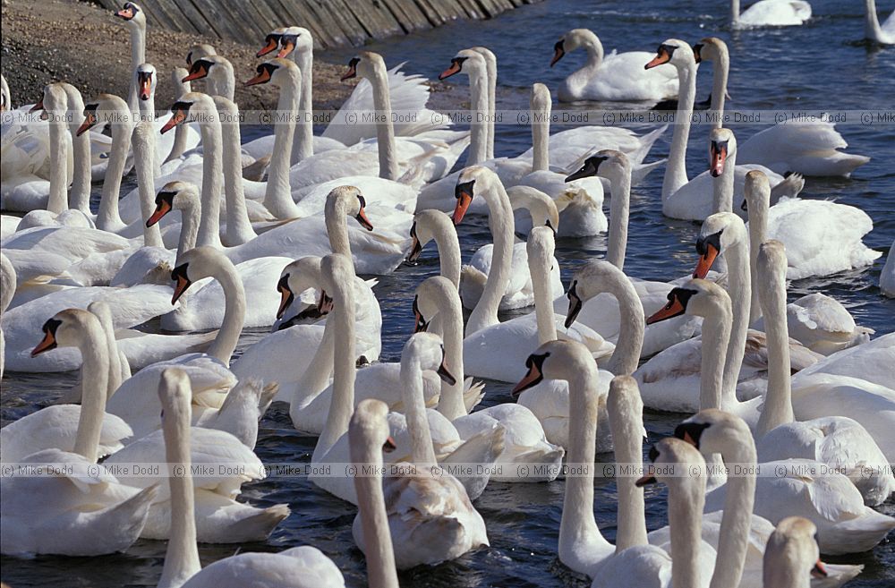 Cygnus olor Mute swans
