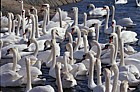 Cygnus olor Mute swans