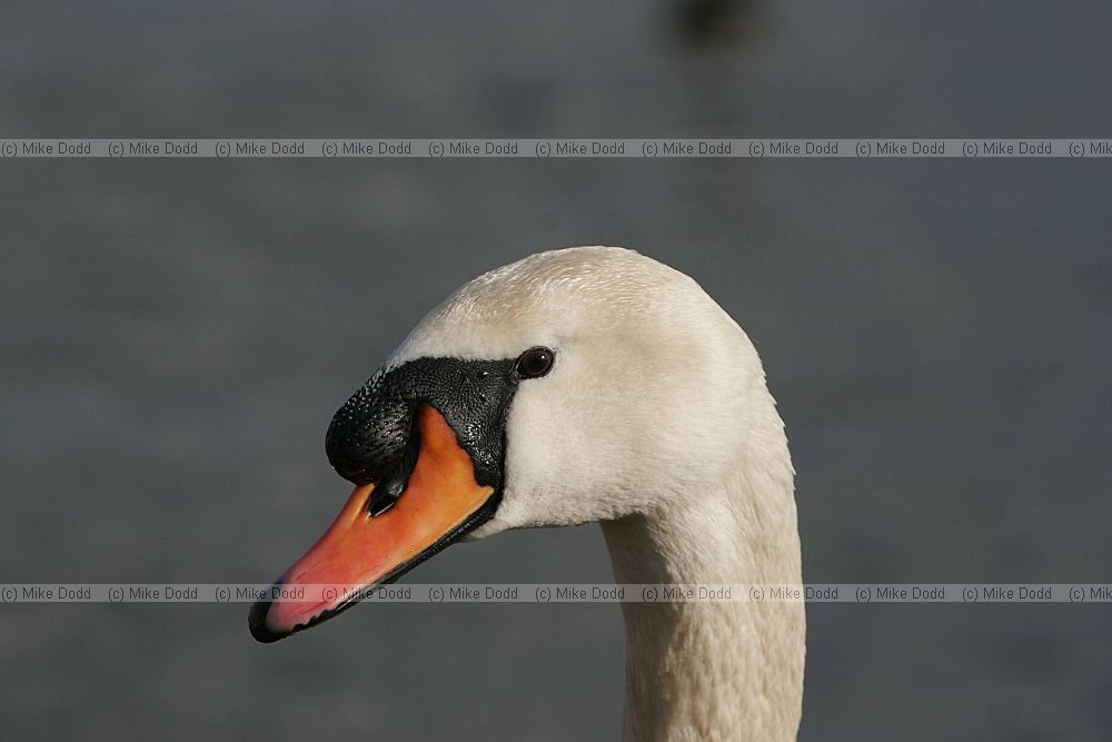 Cygnus olor Mute swan