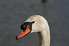 Cygnus olor Mute swan