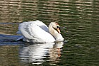 Cygnus olor Mute swan aggressive posture
