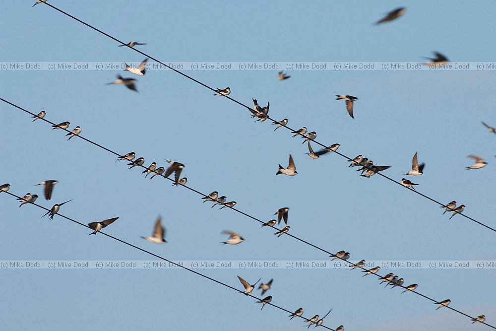 Delichon urbica Swallows and martins on wires (inc common swallow, red rumped swallow, house martin)