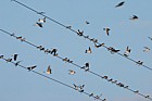 Delichon urbica Swallows and martins on wires (inc common swallow, red rumped swallow, house martin)