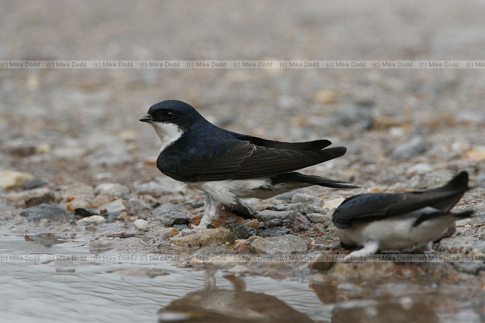 Delichon urbicum House martins collecting mud