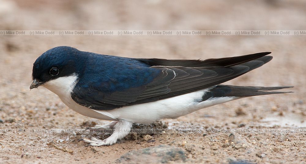 Delichon urbicum House martins collecting mud