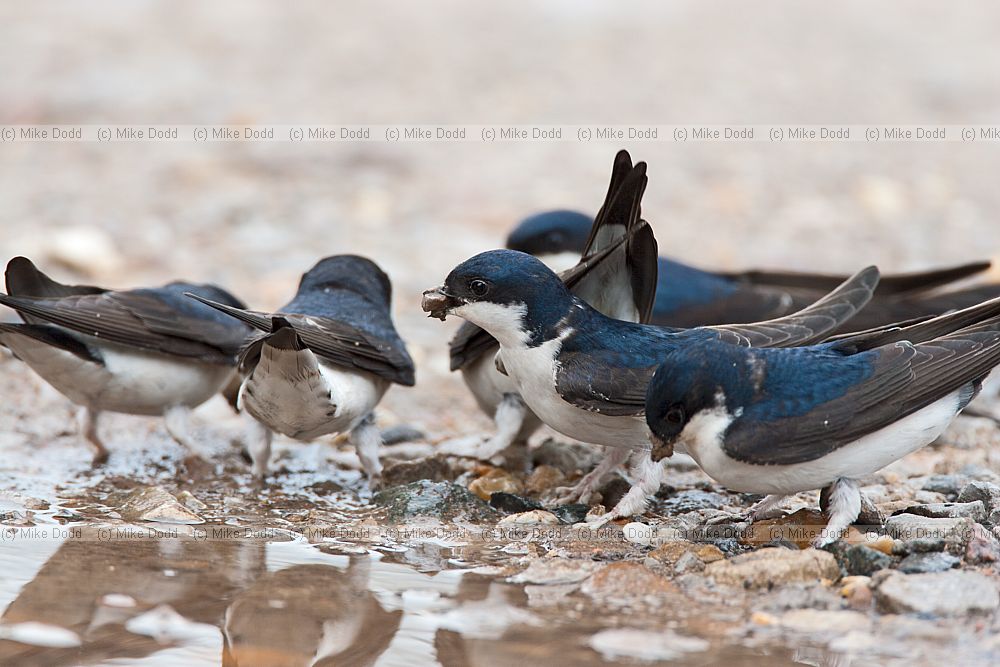 Delichon urbicum House martins collecting mud