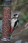 Dendrocopos major Great Spotted Woodpecker on feeder