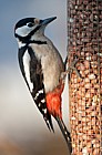 Dendrocopos major Great Spotted Woodpecker on bird feeder