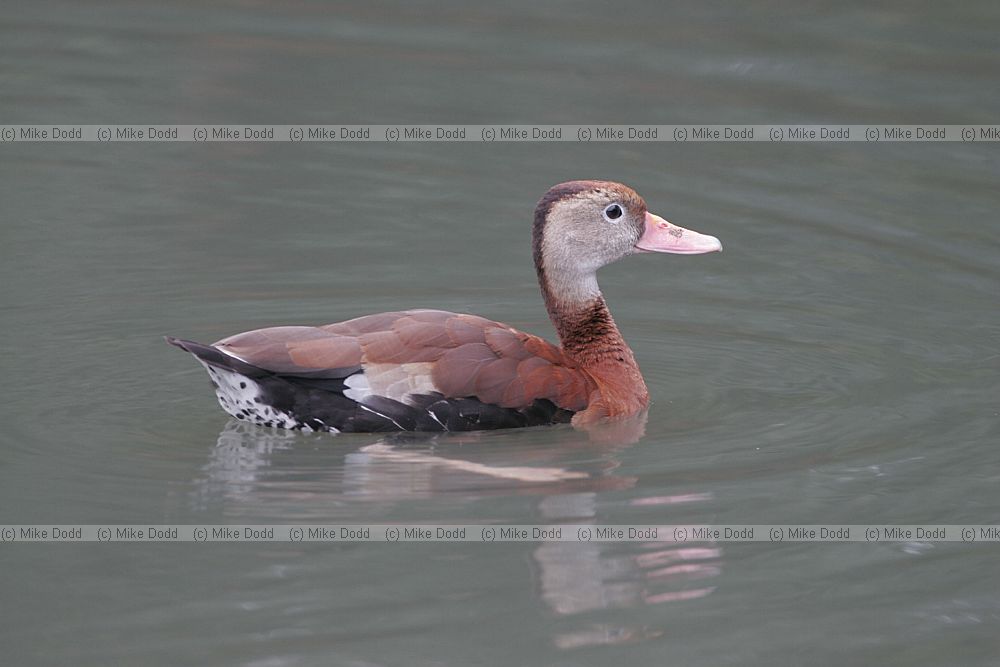 Dendrocygna autumnalis Black bellied whistling duck