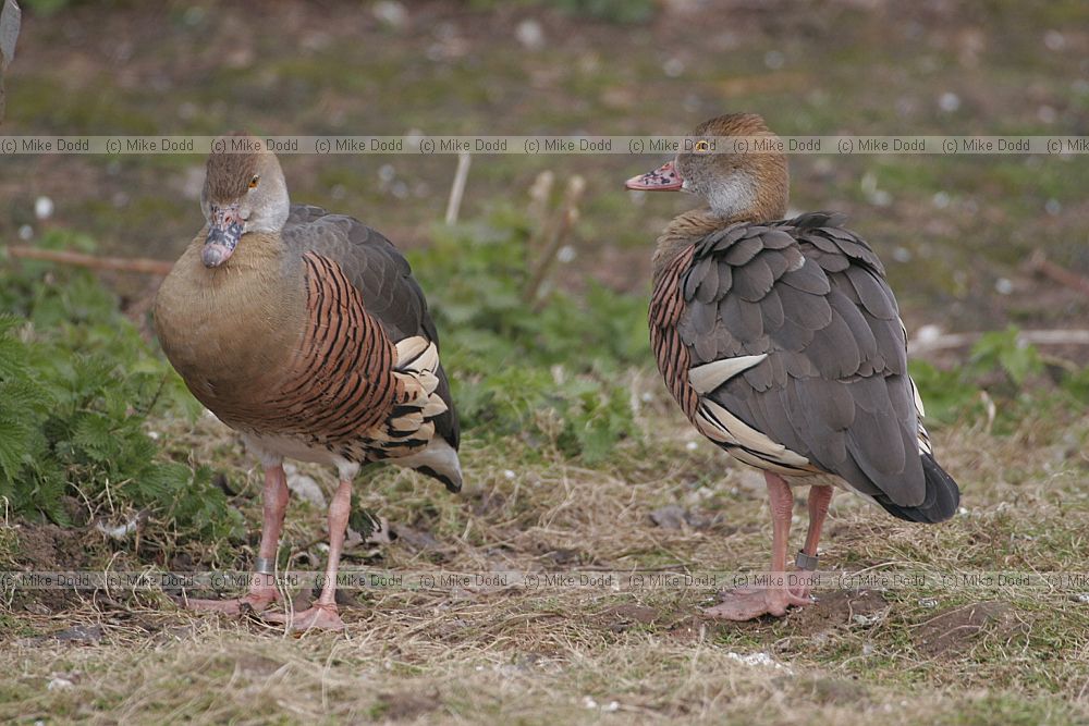 Dendrocygna eytoni Plumed Whistling Duck