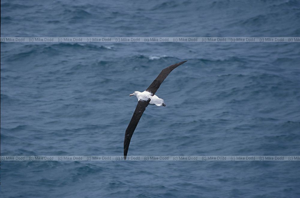 Diomedea epomophora Royal albatross in flight Otago peninsula