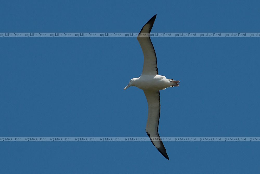 Diomedea sanfordi Northern Royal Albatross
