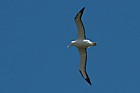 Diomedea sanfordi Northern Royal Albatross