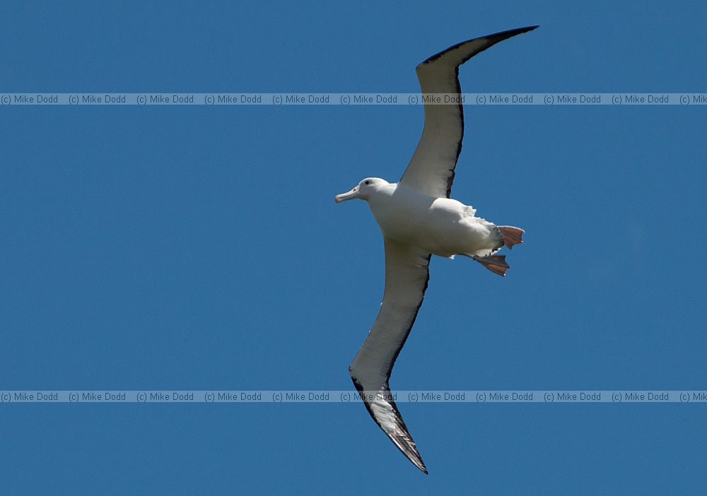 Diomedea sanfordi Northern Royal Albatross