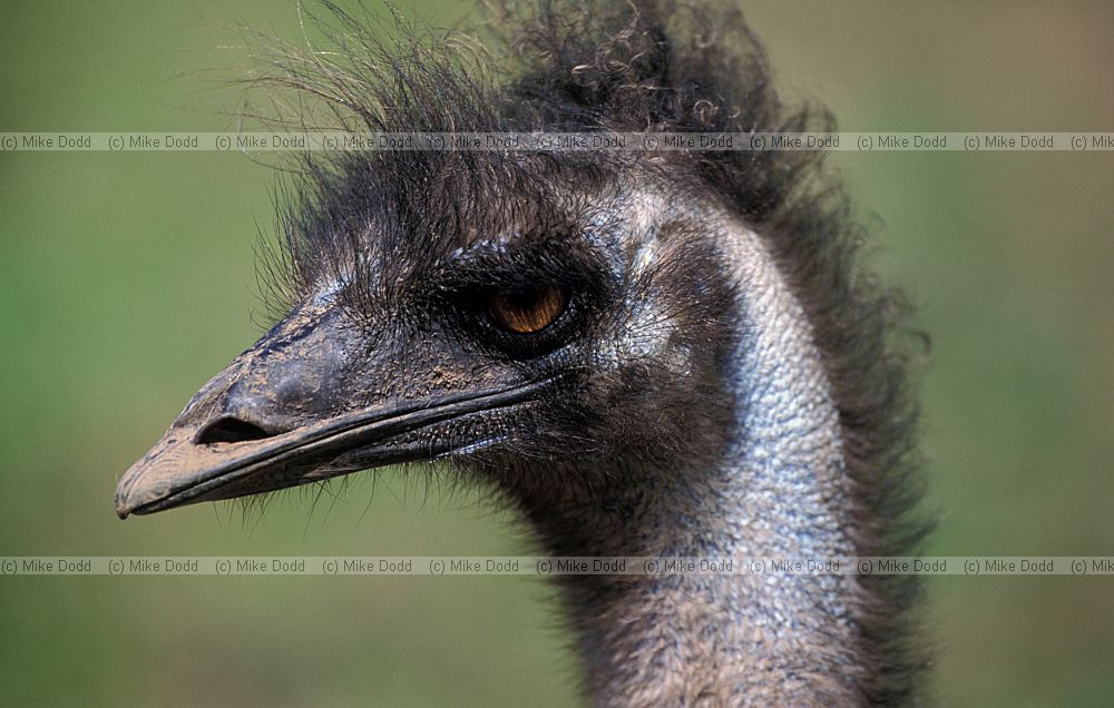 Dromaius novaehollandiae Emu