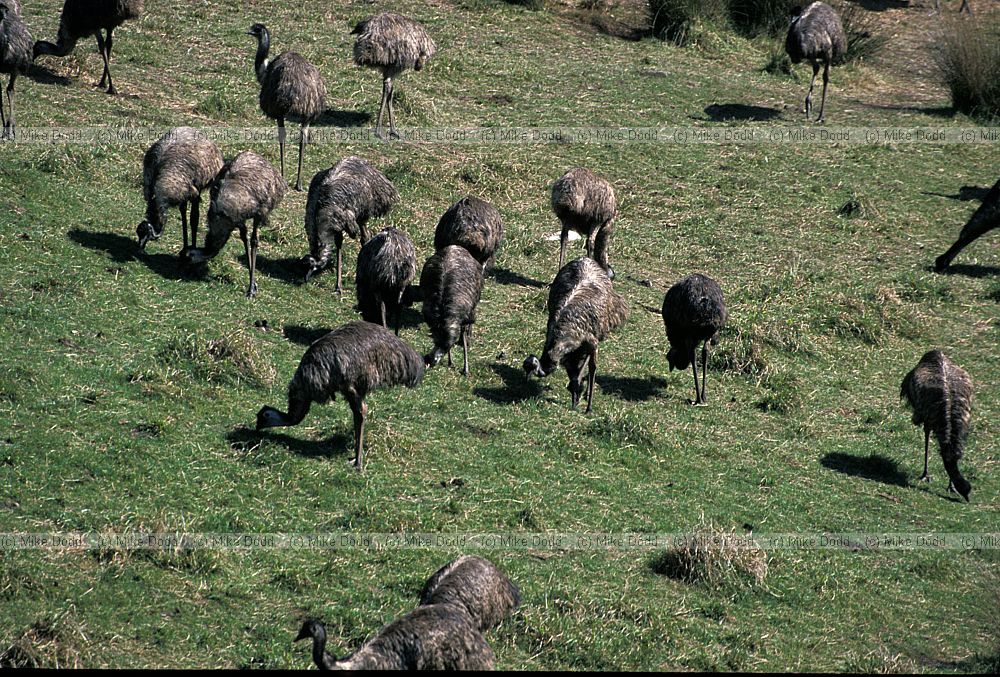 Dromaius novaehollandiae Emu