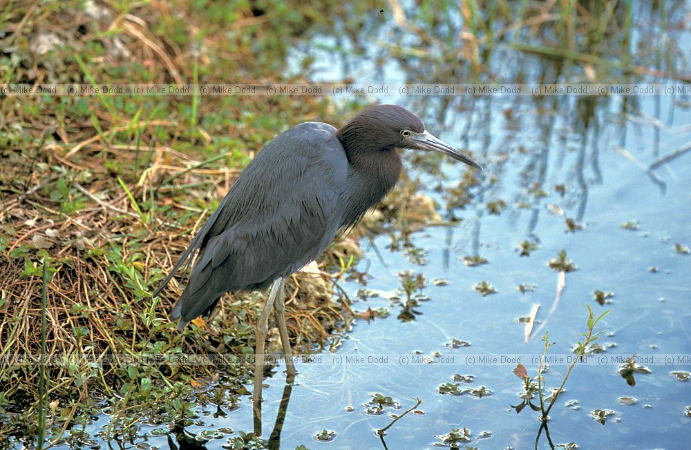 Egretta caerulea little blue heron everglades Florida