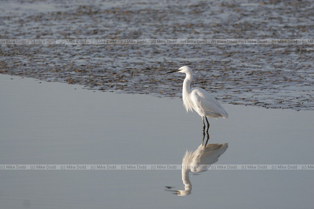 Egretta garzetta Little egret