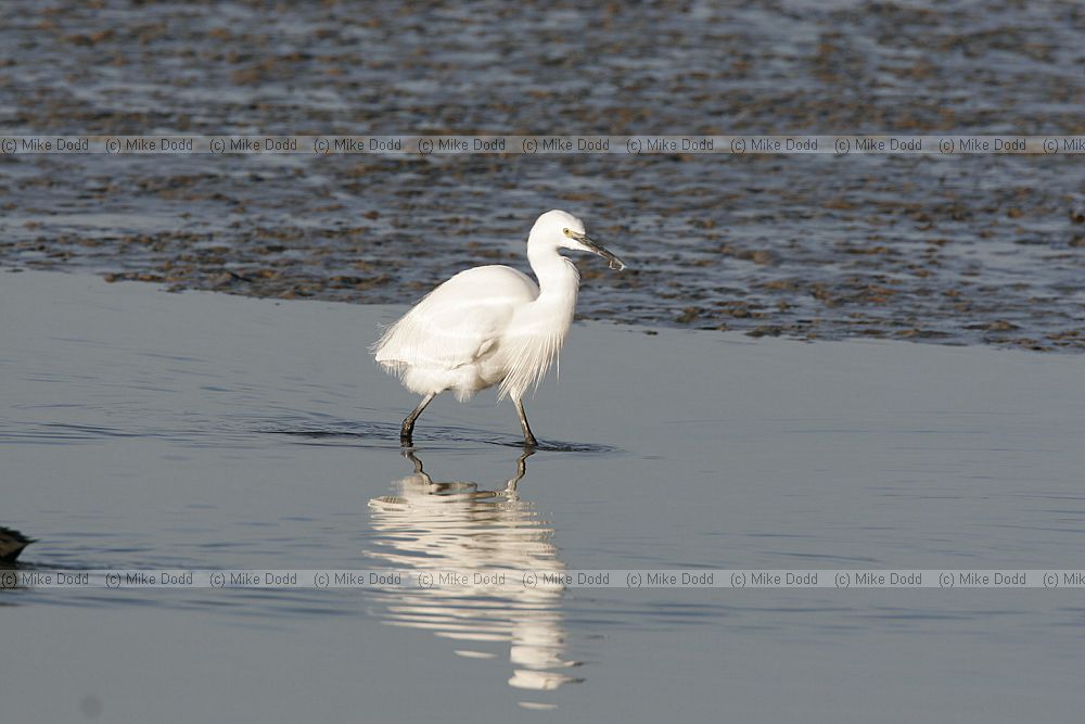 Egretta garzetta Little egret