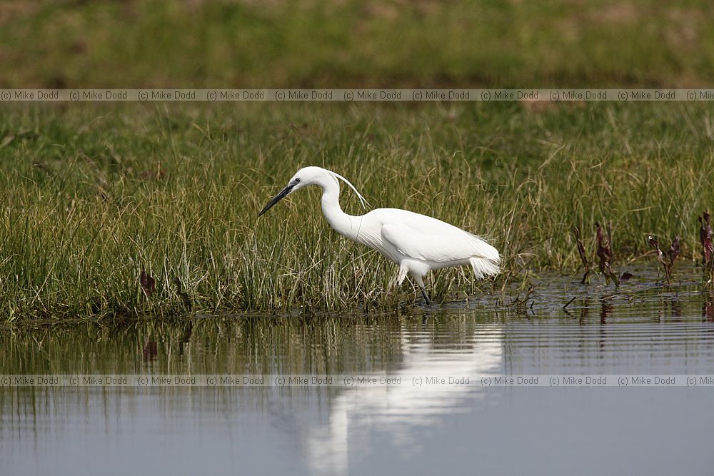 Egretta garzetta Little egret