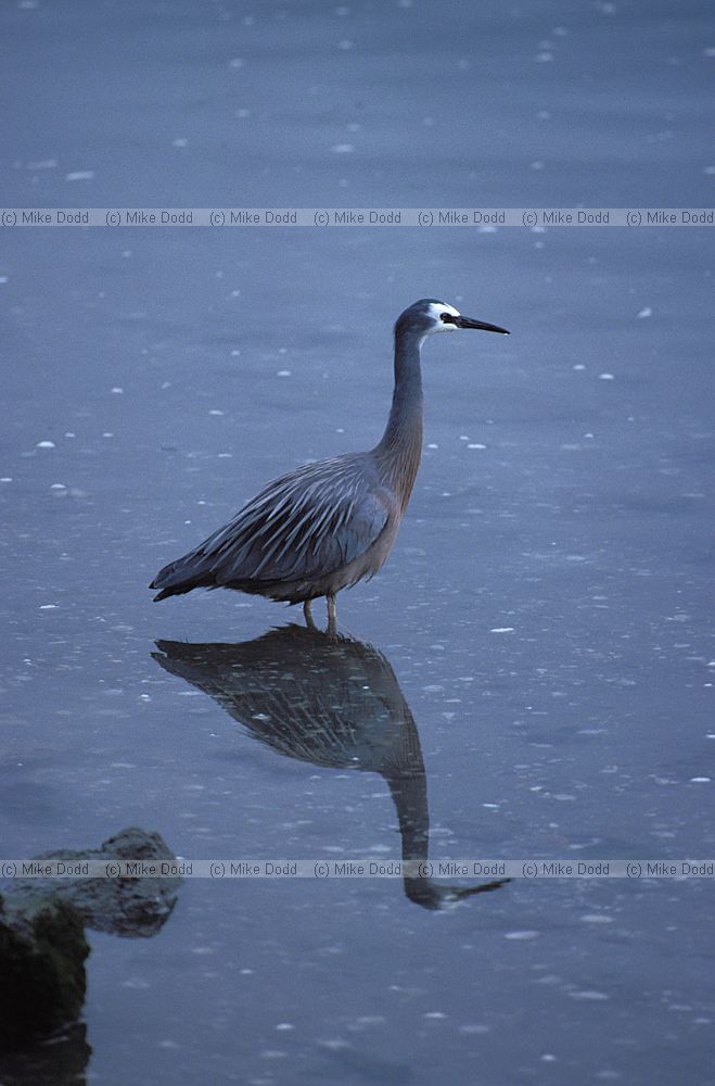 Egretta novaehollandiae White faced heron Sumnor