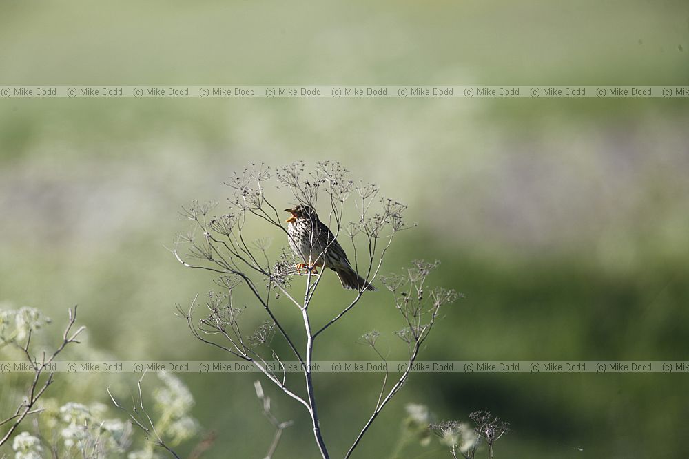 Emberiza calandra Corn Bunting
