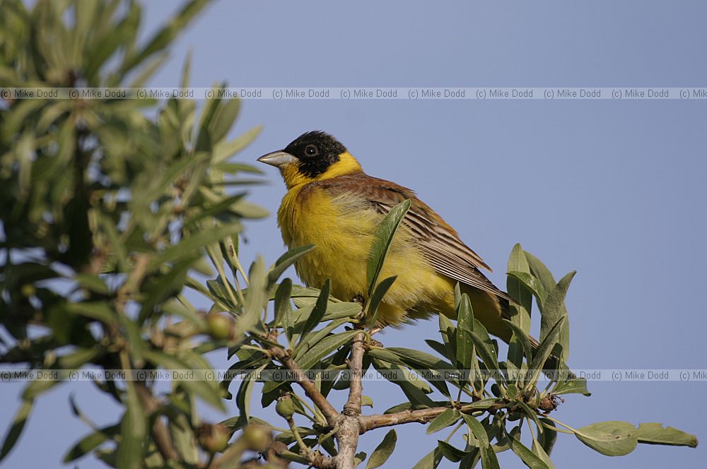 Emberiza melanocephala Black headed bunting