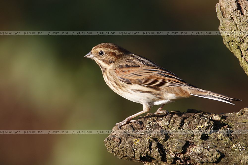 Emberiza schoeniclus Reed Bunting