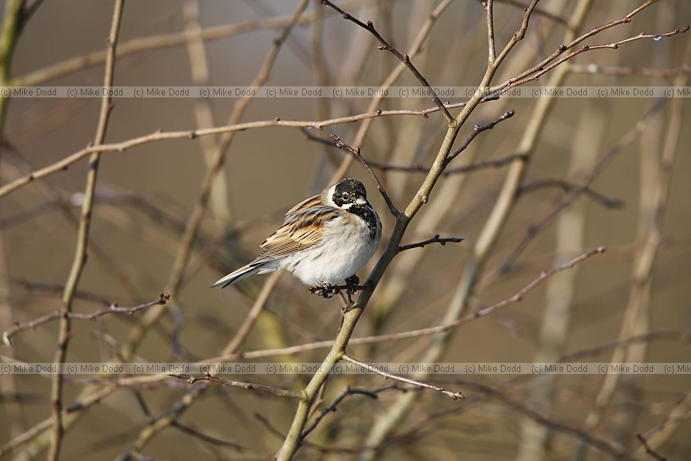 Emberiza schoeniclus Reed bunting