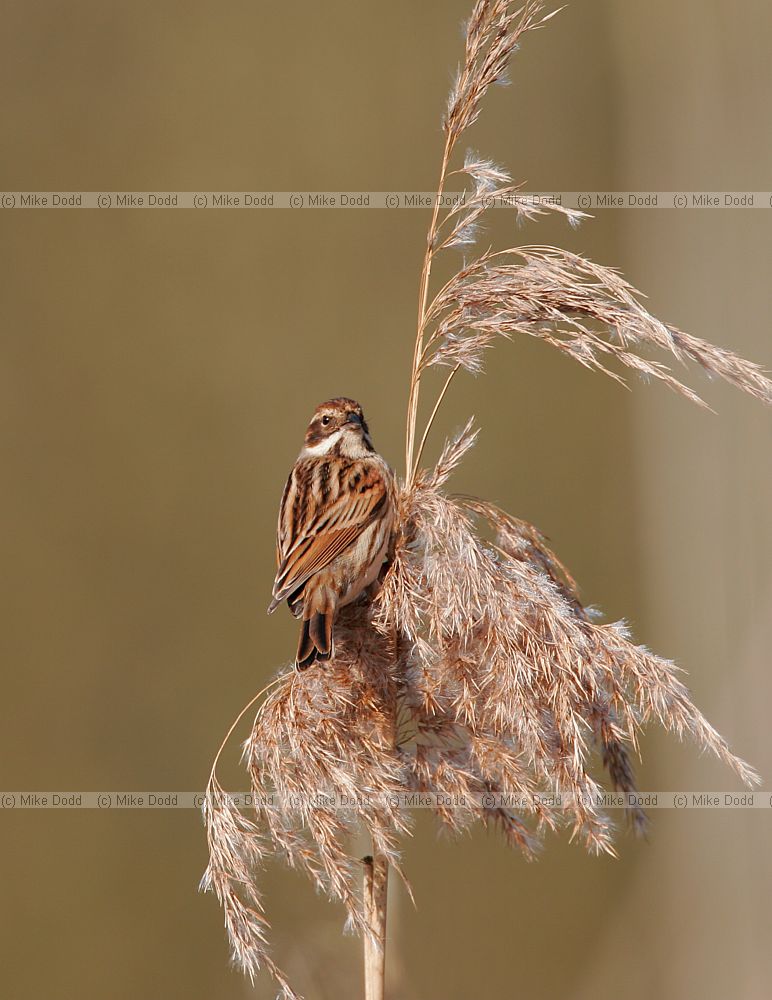 Emberiza schoeniclus Reed bunting on Phragmites reed seedhead