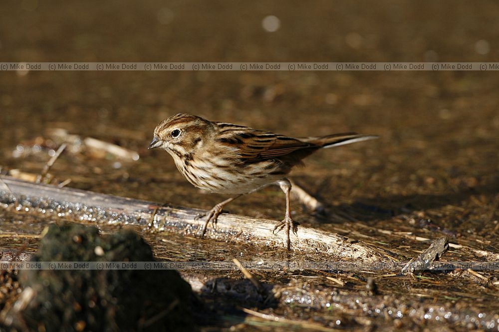 Emberiza schoeniclus Reed bunting female