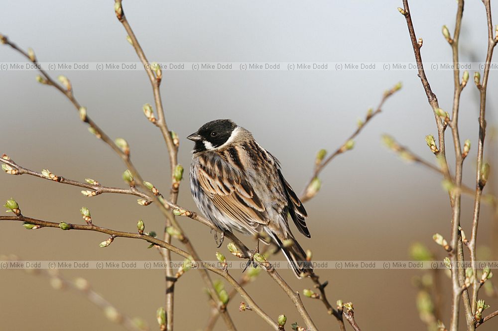 Emberiza schoeniclus Reed bunting male