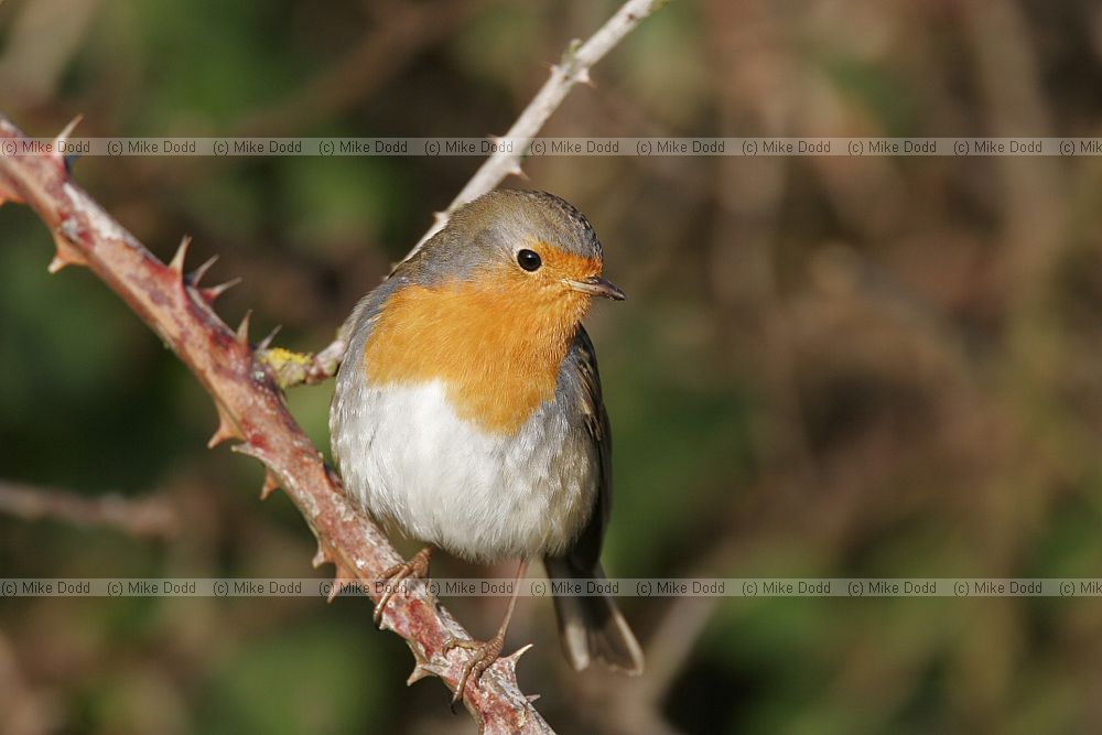 Erithacus rubecula Robin