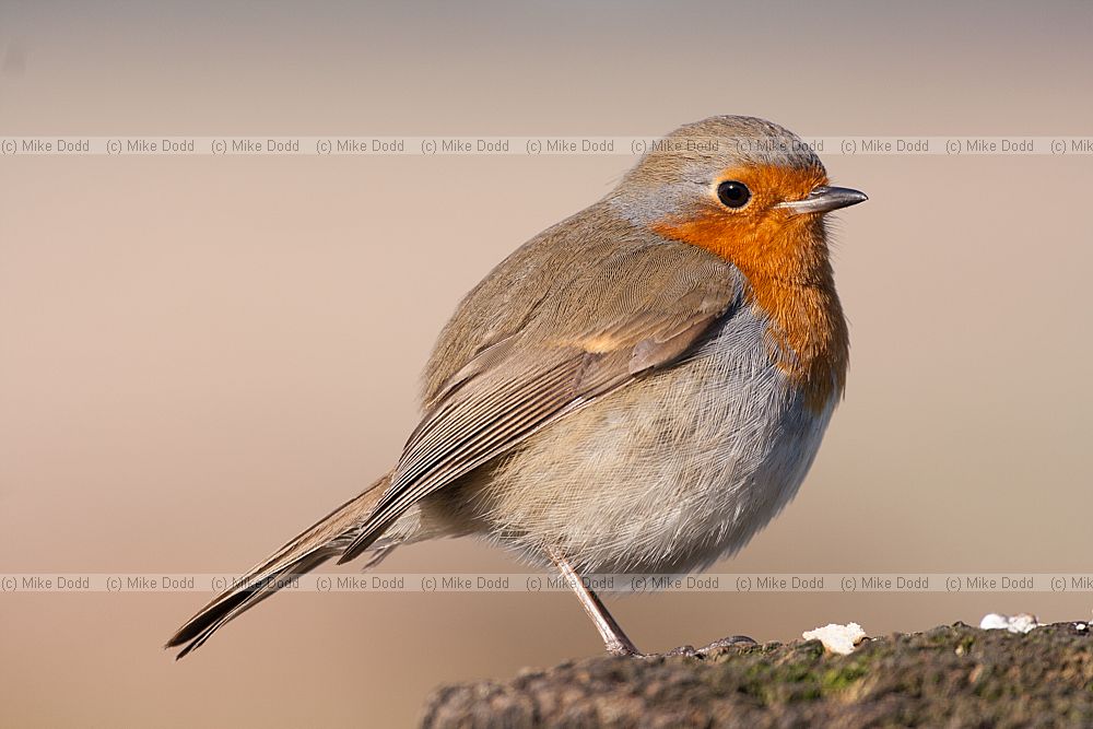 Erithacus rubecula Robin