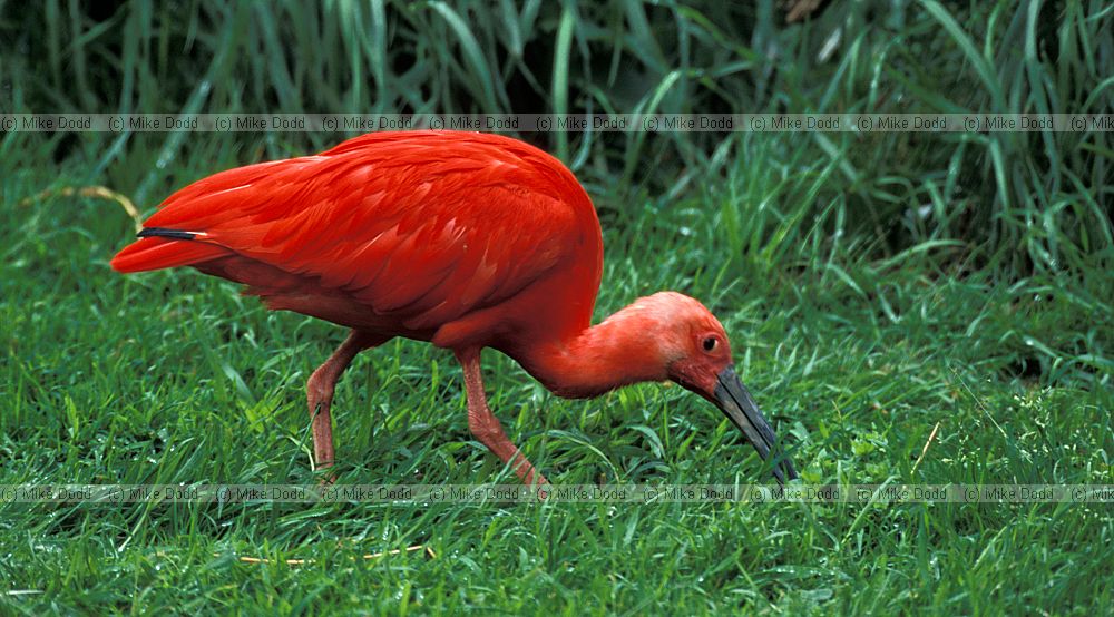 Eudocimus ruber Scarlet Ibis