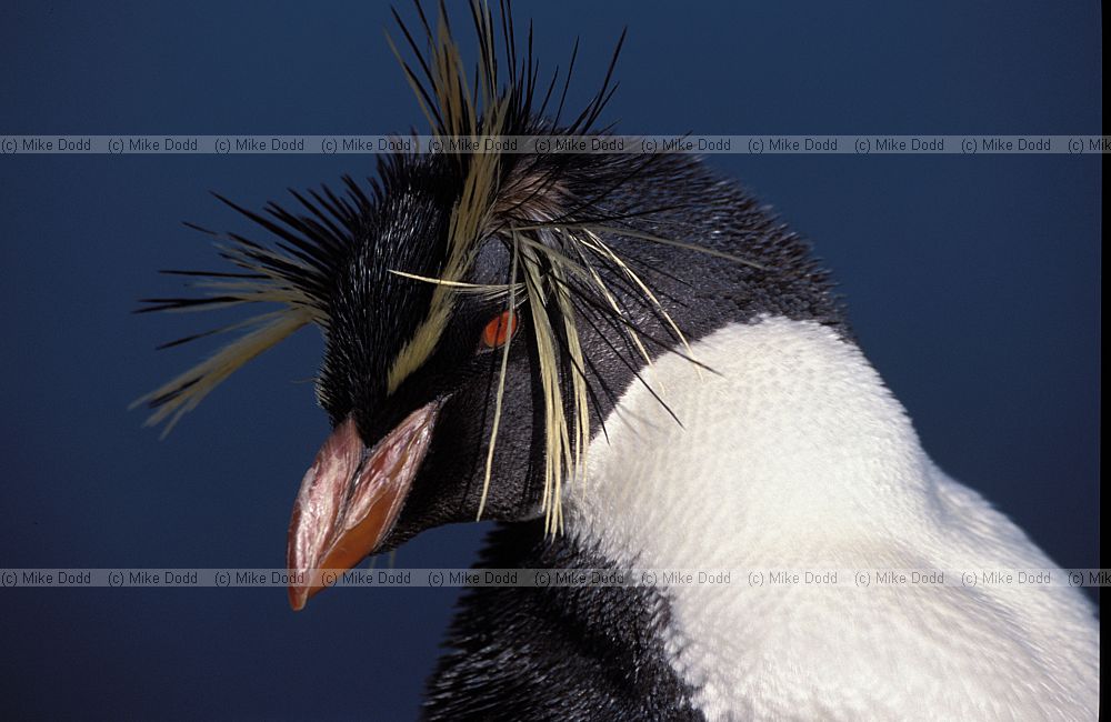 Eudyptes chrysocome Rockhopper penguin