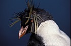 Eudyptes chrysocome Rockhopper penguin