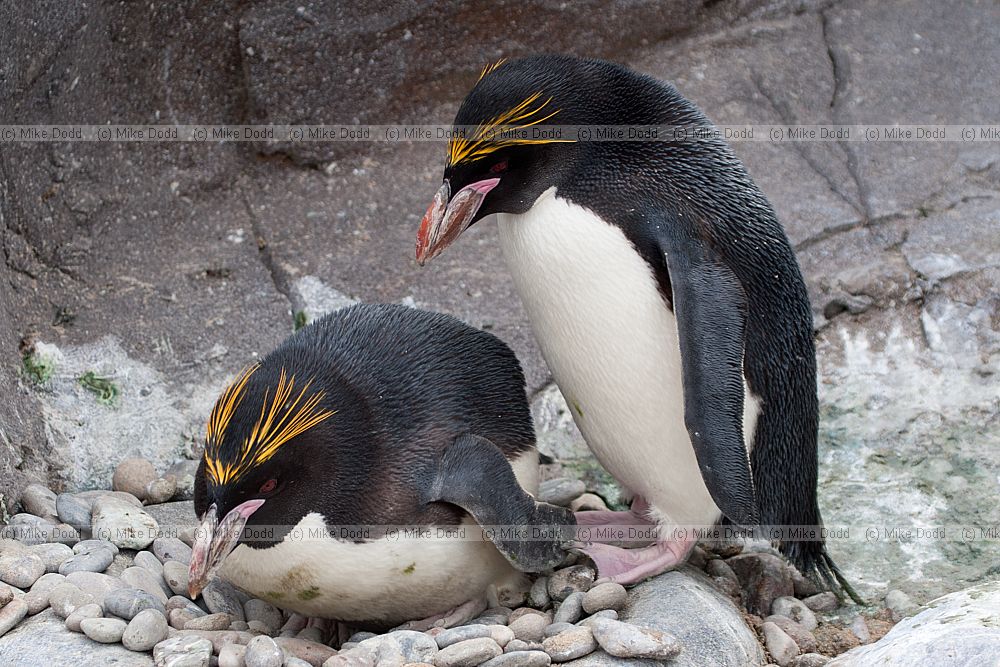 Eudyptes chrysolophus Macaroni Penguin