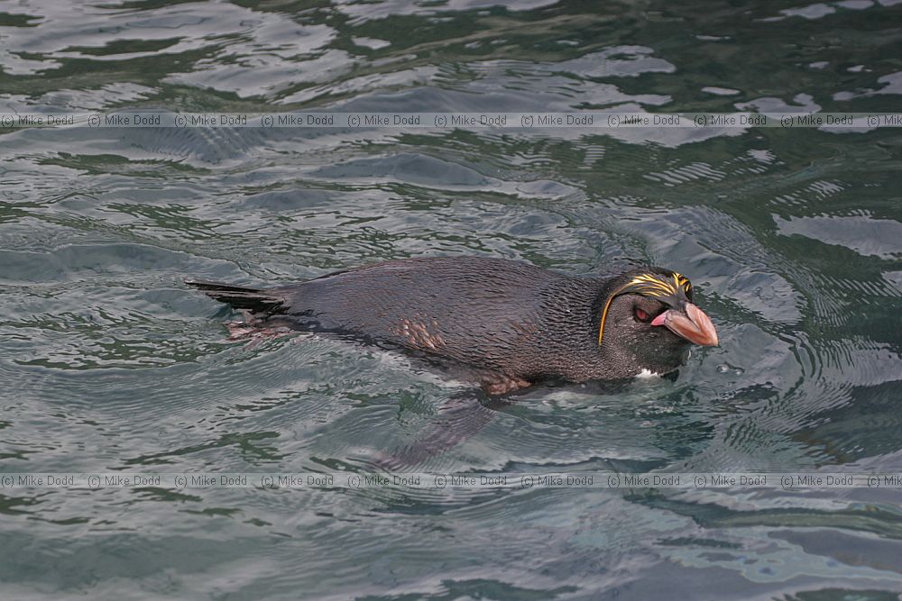 Eudyptes chrysolophus Macaroni Penguin