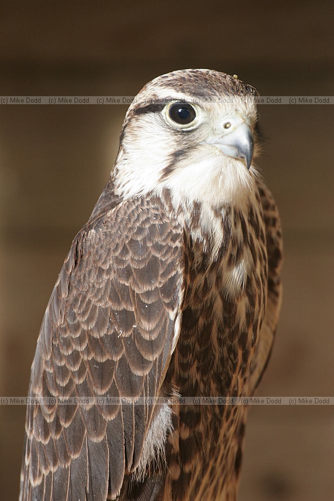 Falco biarmicus Lanner falcon