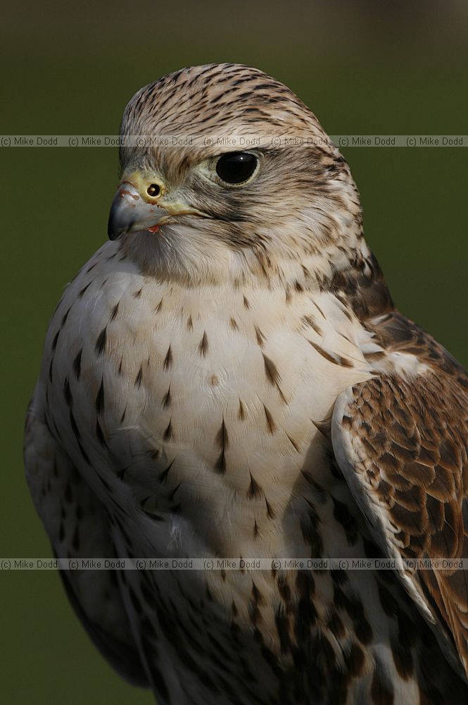 Falco cherrug Saker falcon