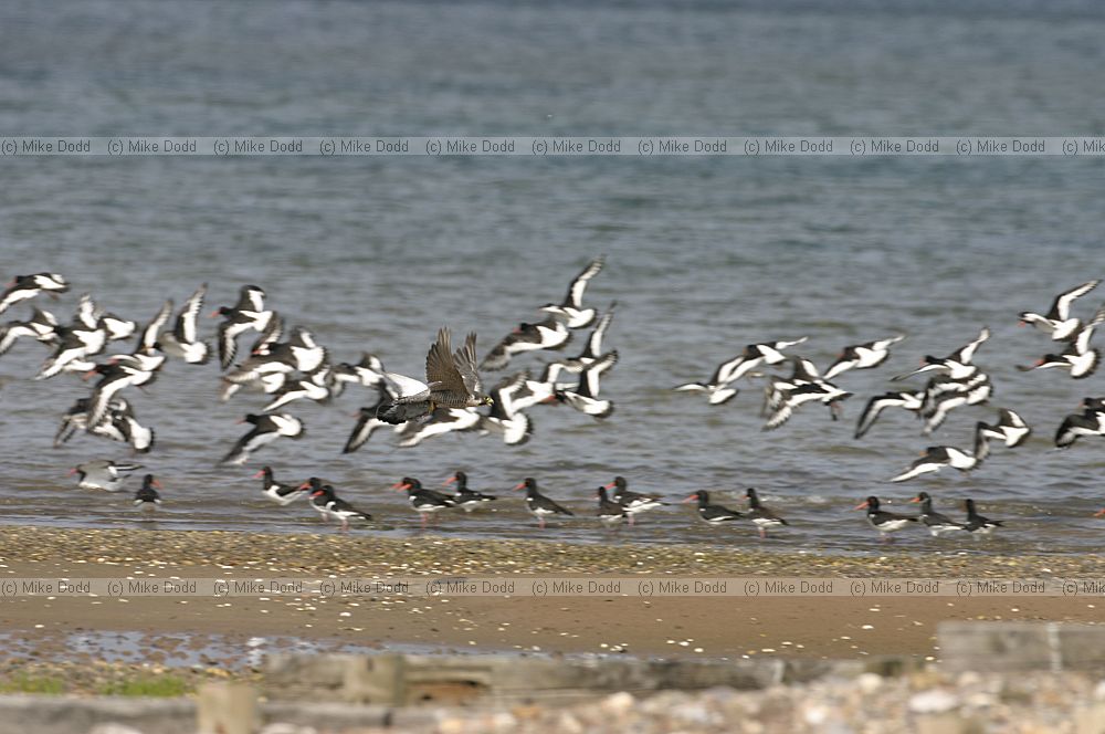 Falco peregrinus Peregrine going to catch pigeon then eating it