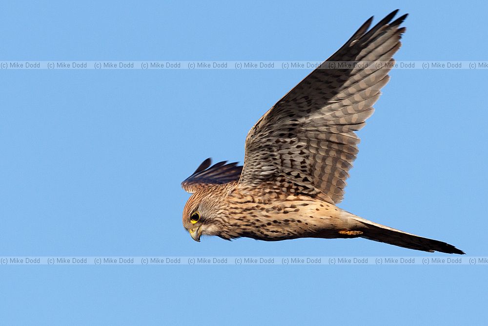 Falco tinnunculus Kestrel
