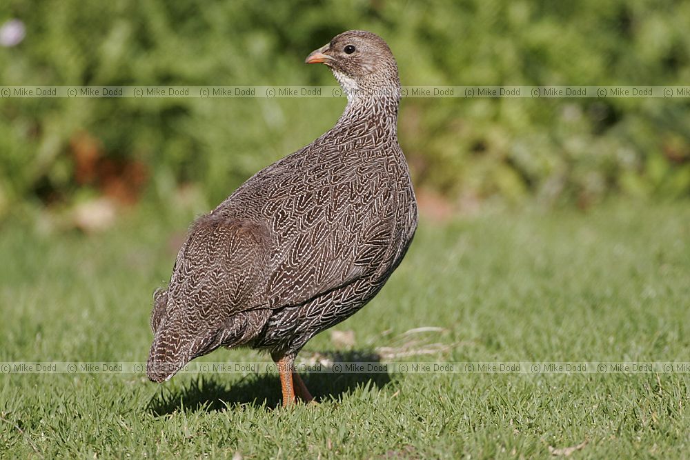 Francolinus capensis Cape francolin