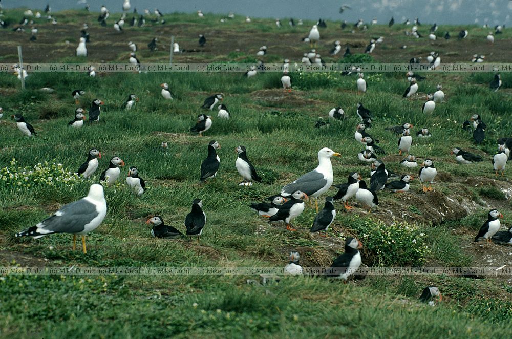 Fratercula arctica Puffins