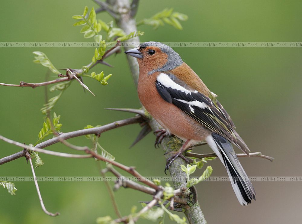 Fringilla coelebs Chaffinch male